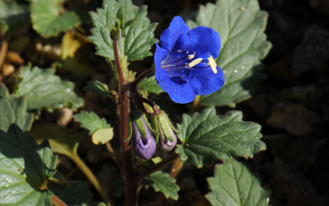 Desert Bluebells is one of the most common species of Phacelia used as an ornamental cultivated plant. The showy bell-shaped flowers are large and bright blue. Phacelia campanularia
